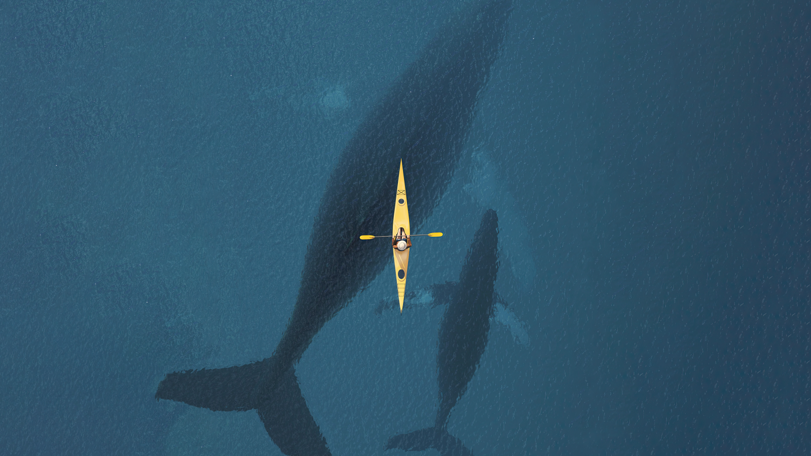 3840×2160 大海中的蓝鲸和小船