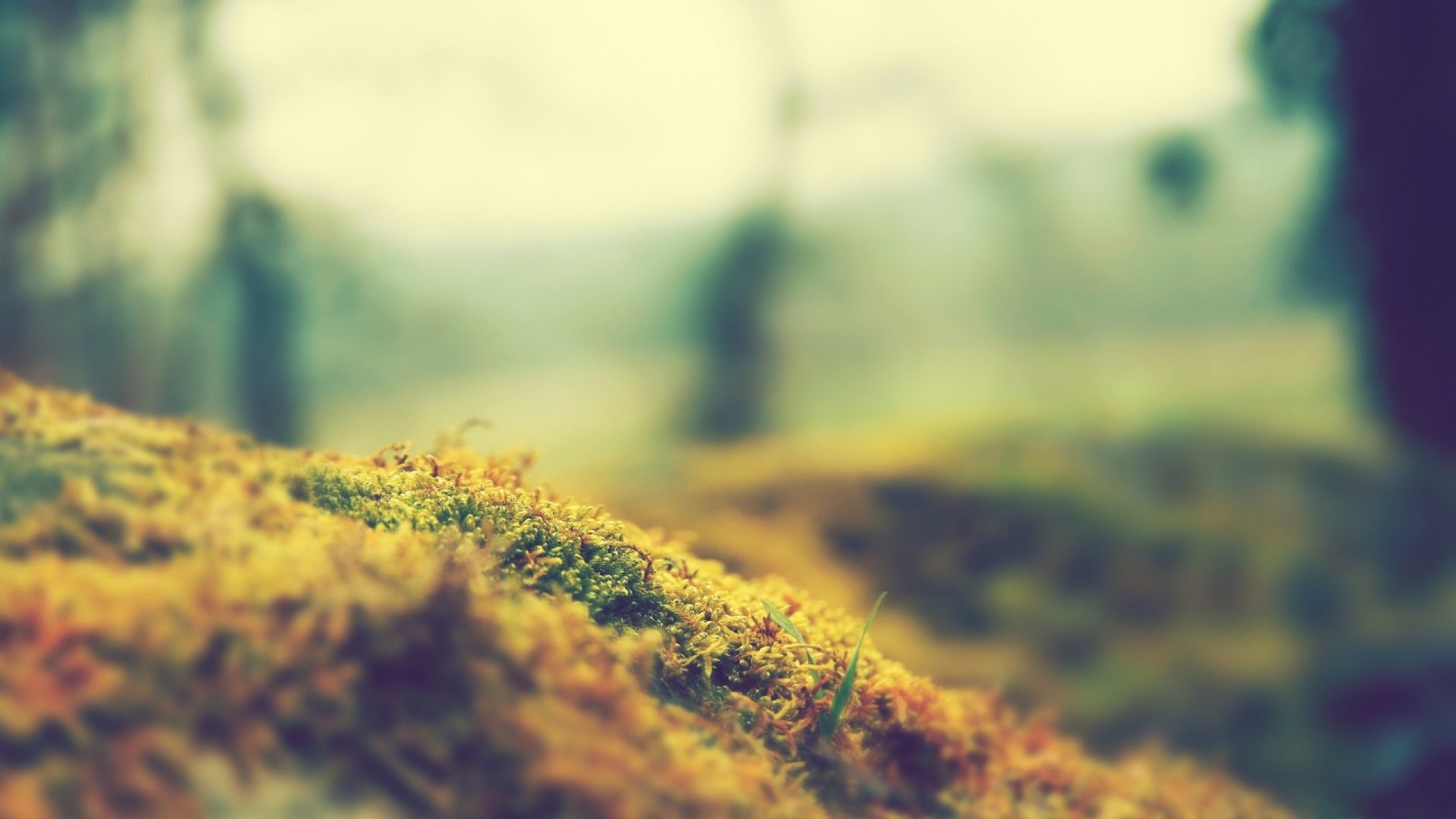 z4ompn 2560×1440 grass nature macro tilt shift plants