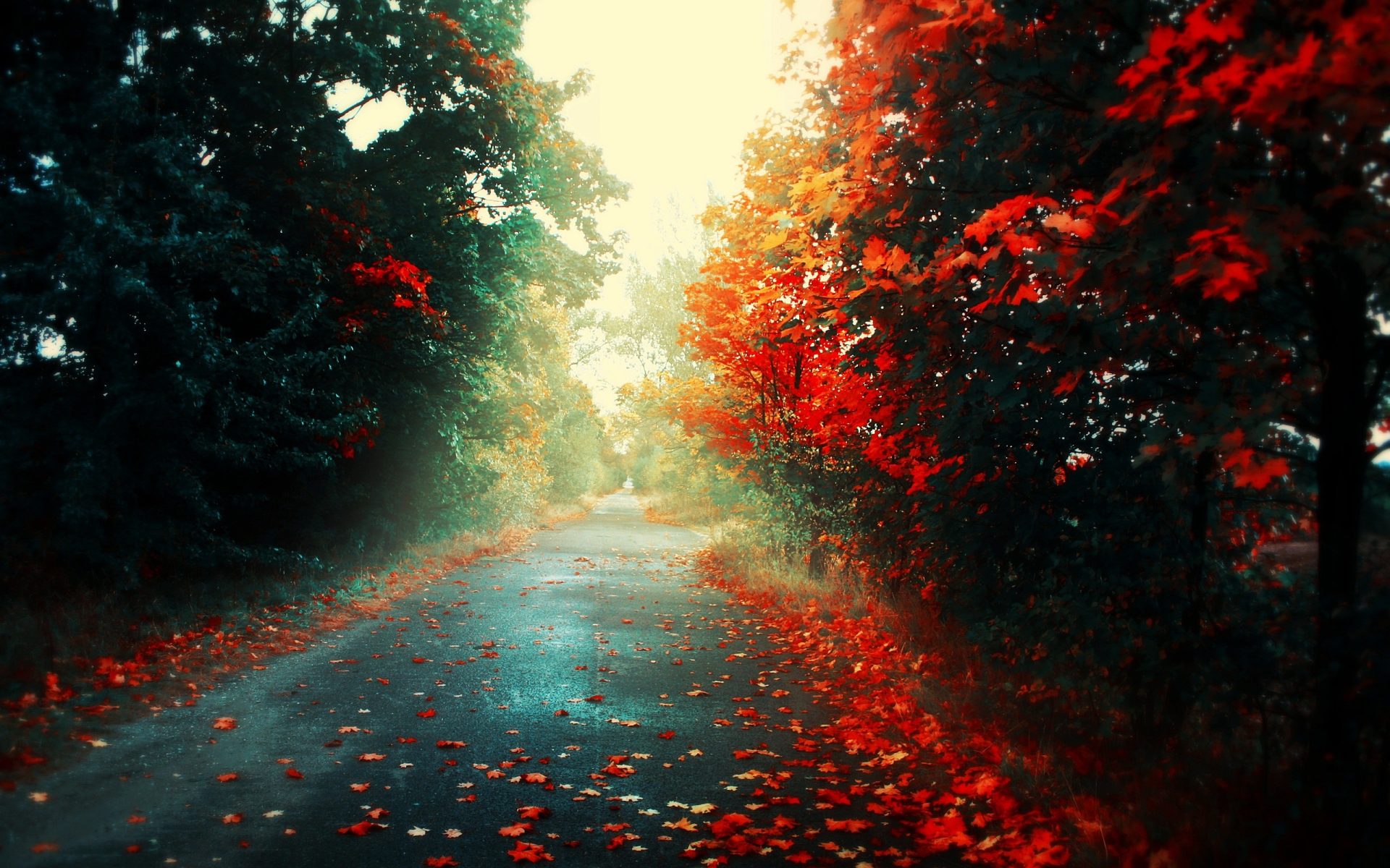 4ld8pn 2560×1600 red leaves road forest landscape