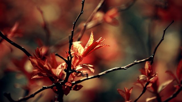 Photo by WPcoder