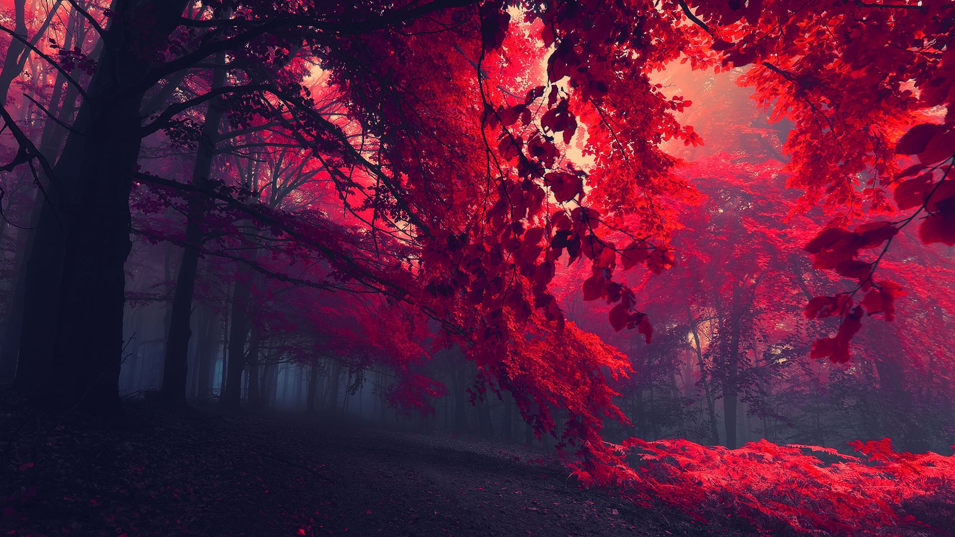 43vgyn 1920×1080 dark red nature forest trees