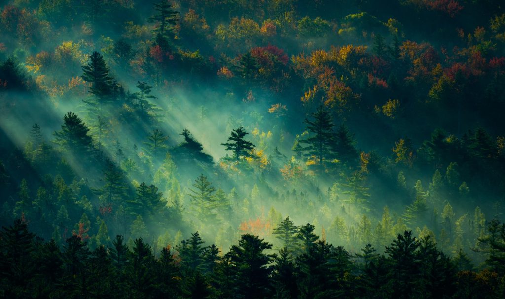 3833×2270 自然森林的美景电脑桌面壁纸