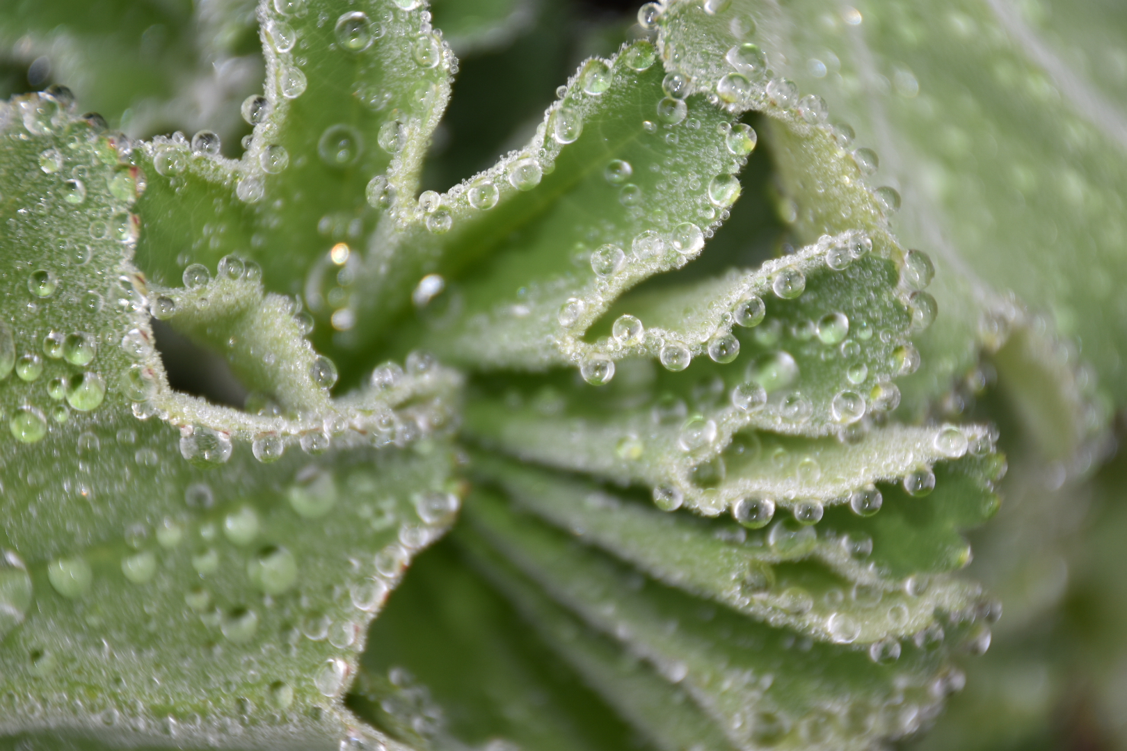 je1mdp 1620×1080 plants photography leaves closeup water drops