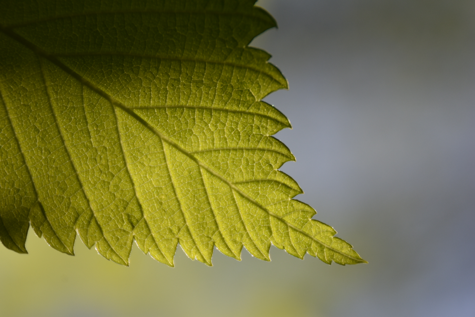 lyw5dp 1620×1080 plants photography leaves green veins
