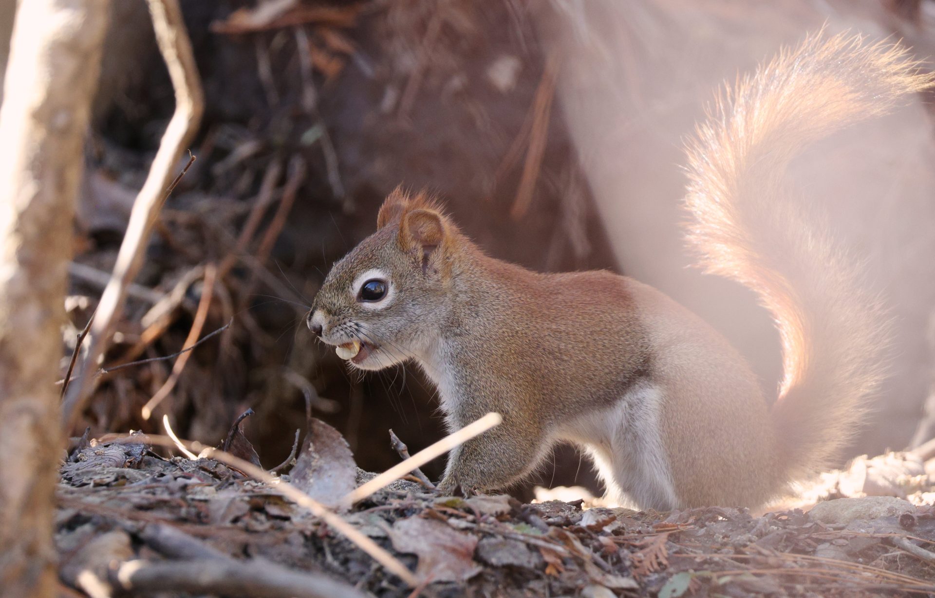 7j1d2e 4932×3158 red squirrel photography sunlight leaves branch