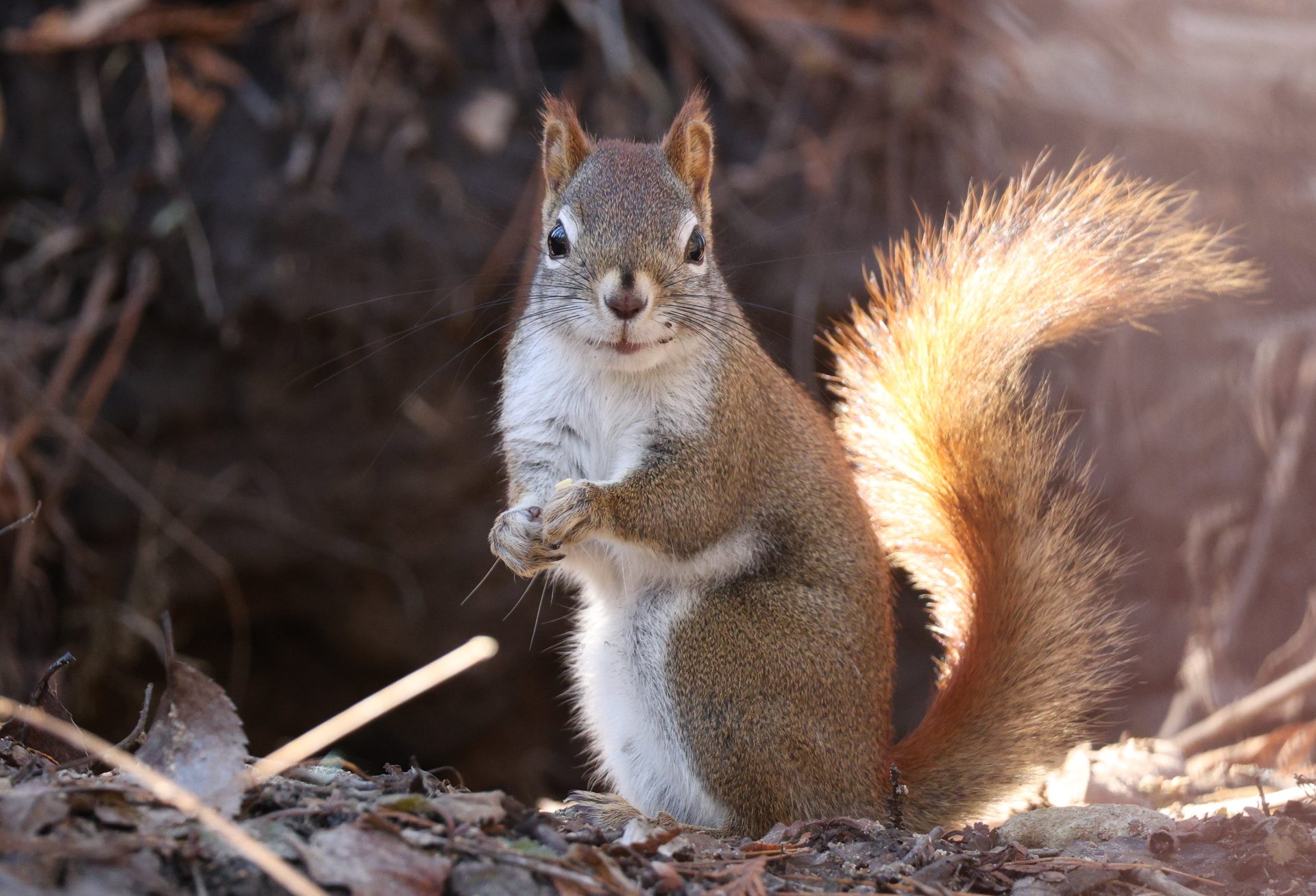 6l59ow 4218×2872 red squirrel photography sunlight leaves blurry background