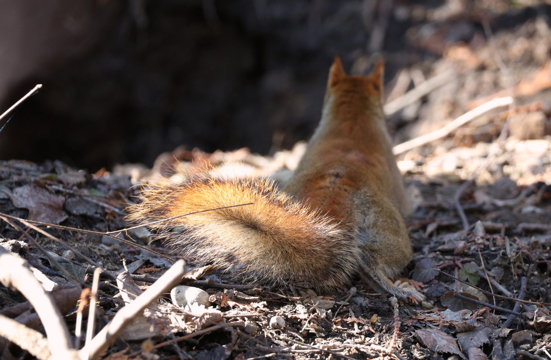 ml189y 5014×3275 red squirrel photography sunlight branch blurry background