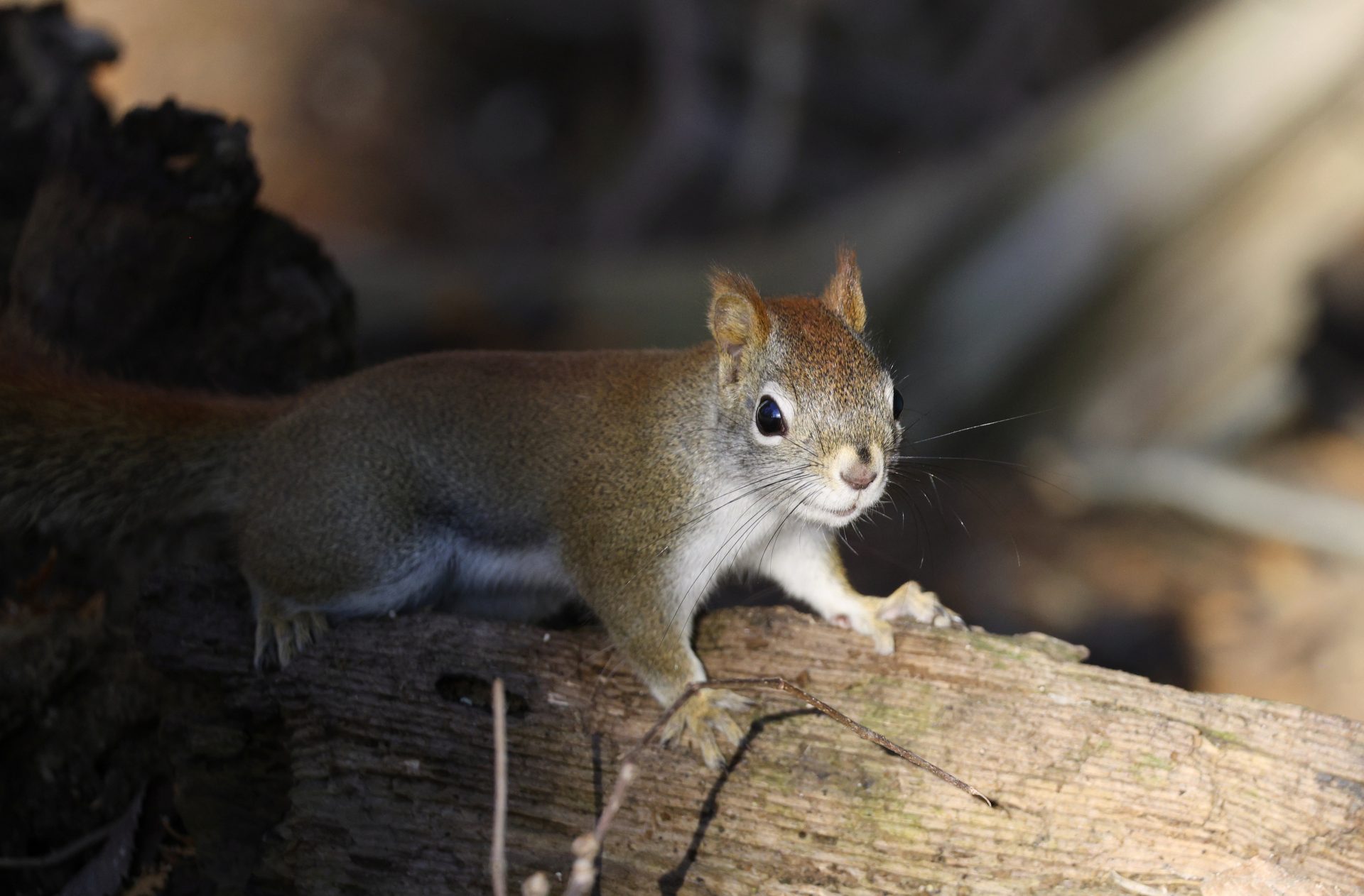 og1k3l 4776×3140 red squirrel photography sunlight branch blurry background