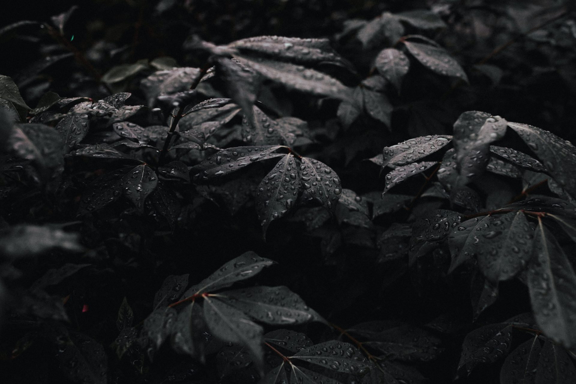 5y52j8 5472×3648 leaves dark Andrew Neel Unsplash closeup