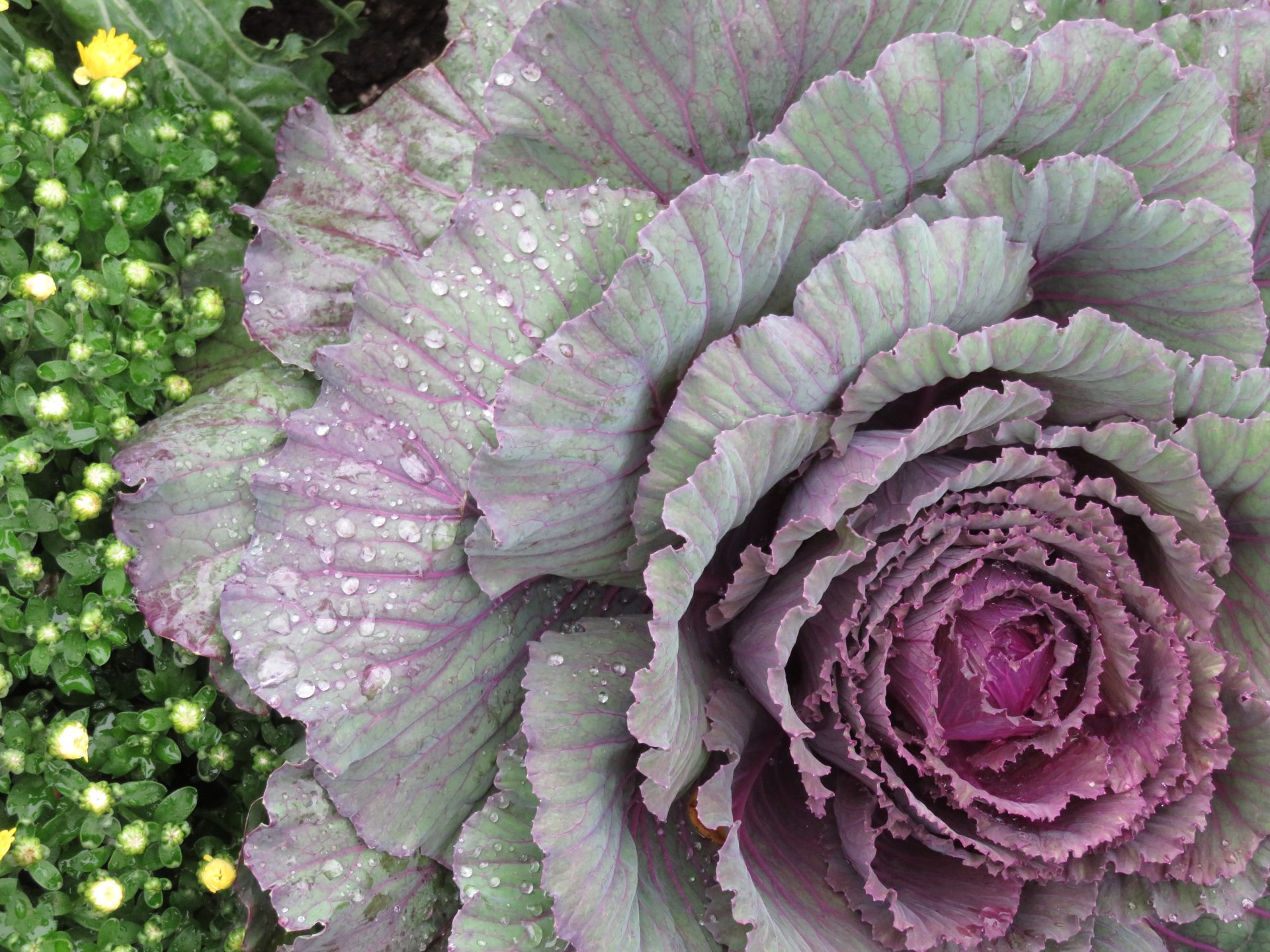 og1zjp 5184×3888 plants photography leaves cabbage water drops