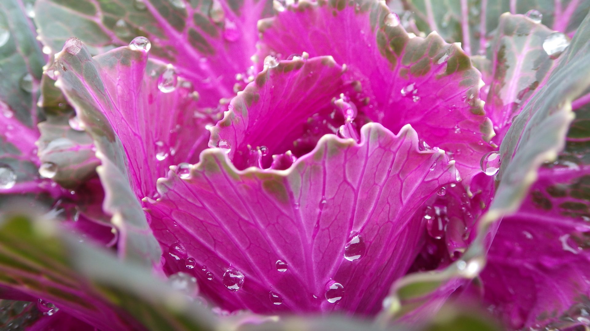 gwqode 4608×2592 plants photography leaves closeup pink