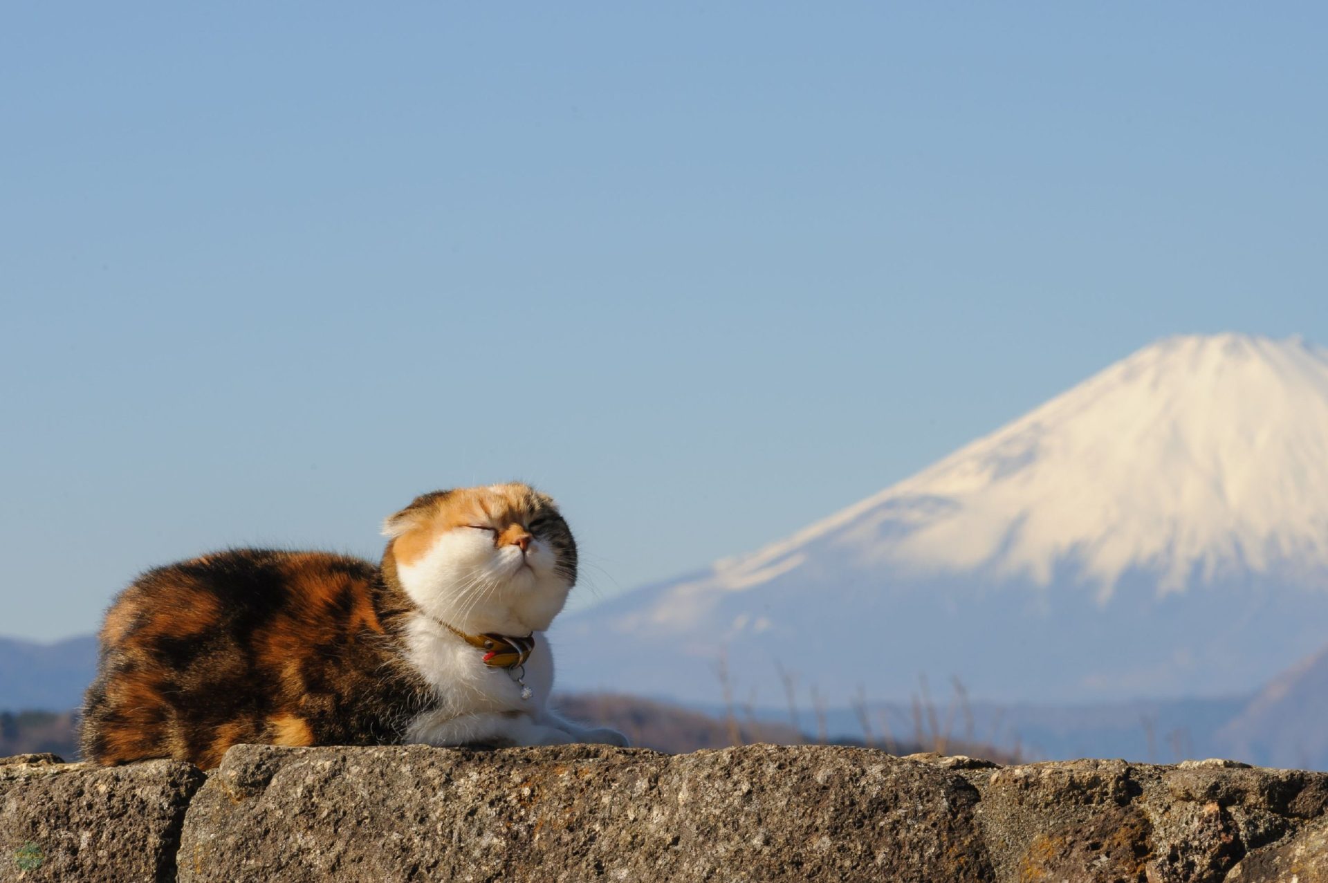 general gw979d 2560×1703 Mount Fuji nature morning Japan cats