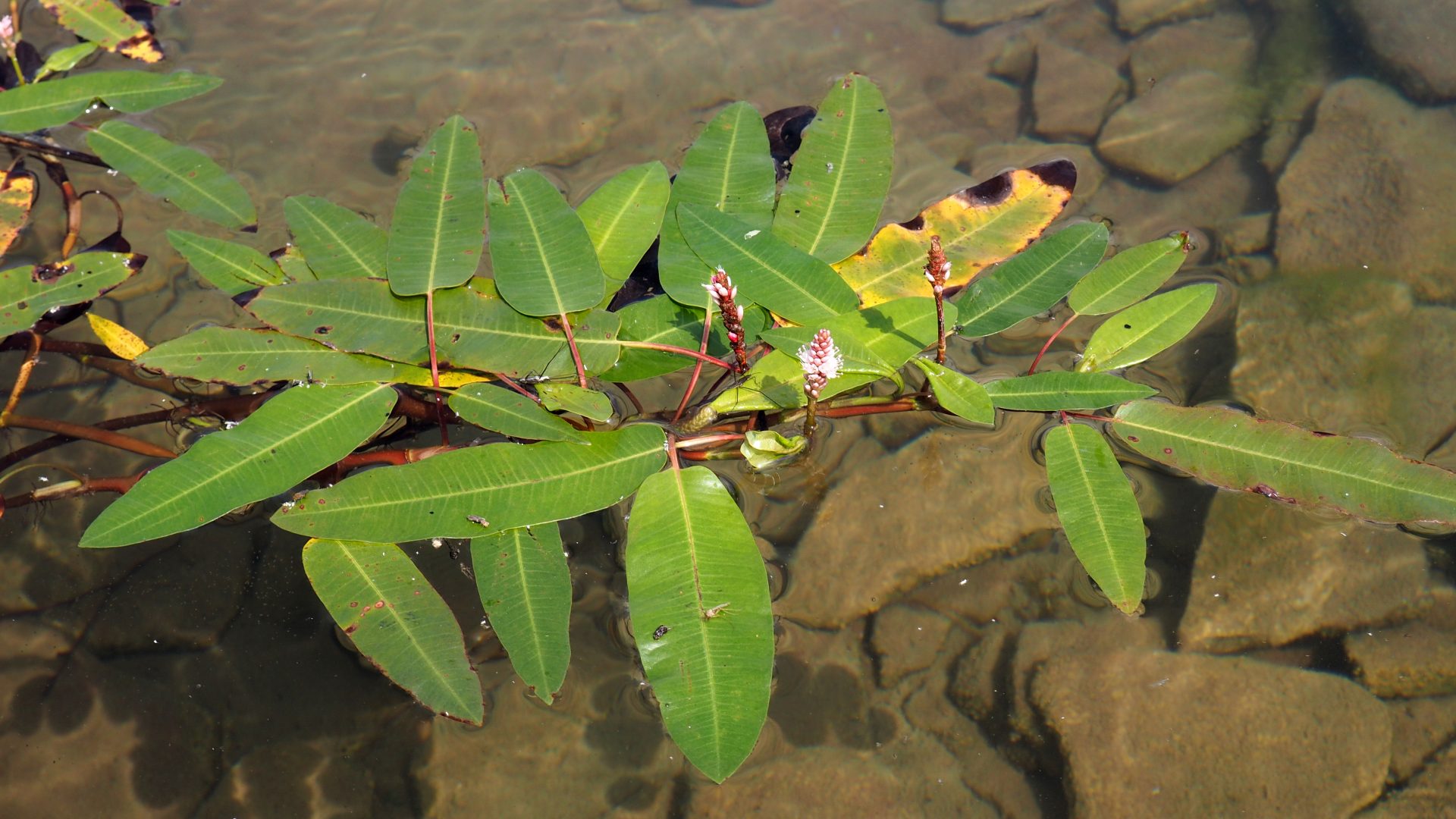 general mlw3rk 4608×2592 nature plants lake water leaves