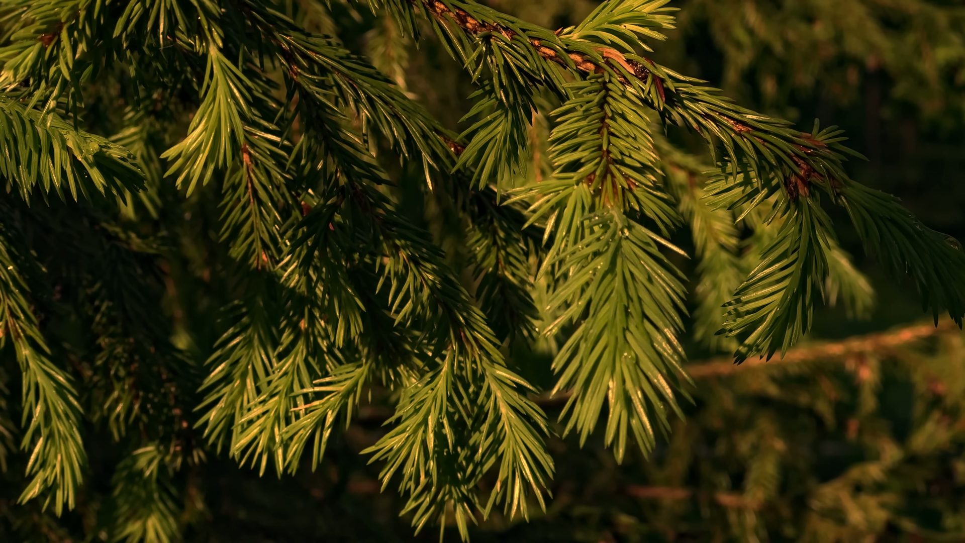 general gw9pvl 3840×2160 nature plants trees sunrise leaves