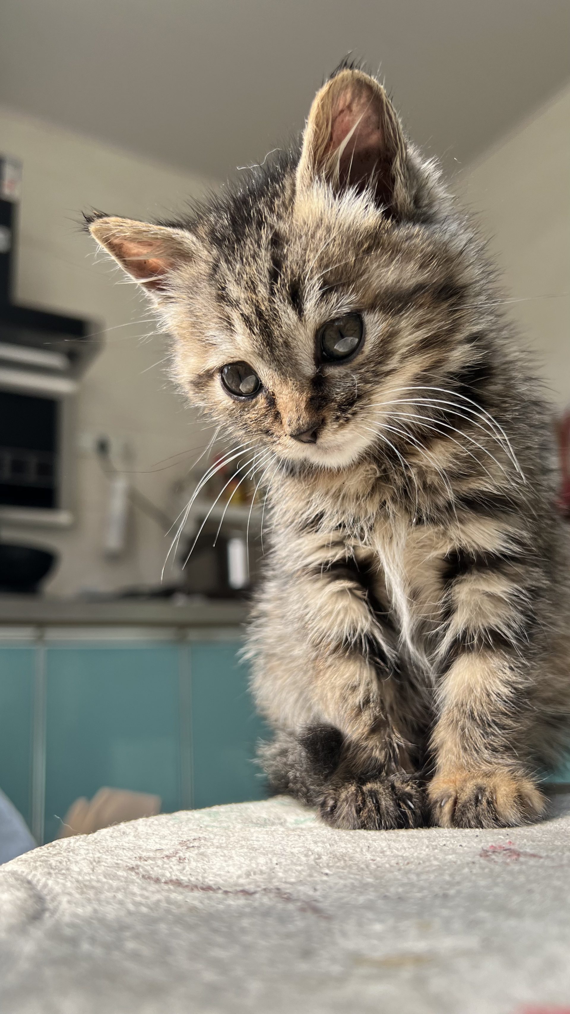 xe7q53 2268×4032 portrait display closeup animals whiskers fur