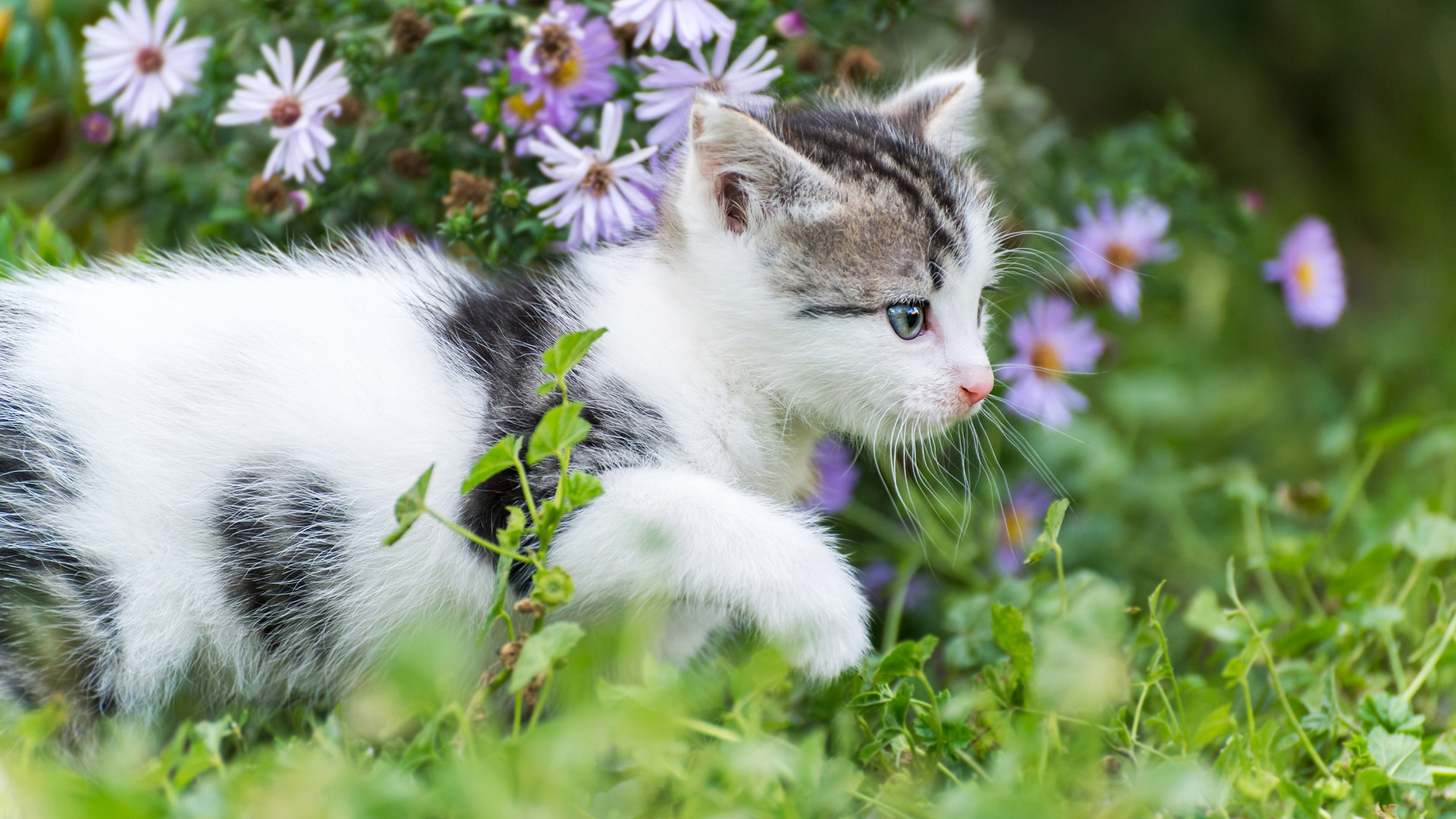 general yqglw7 1920×1080 cats feline pet animals flowers