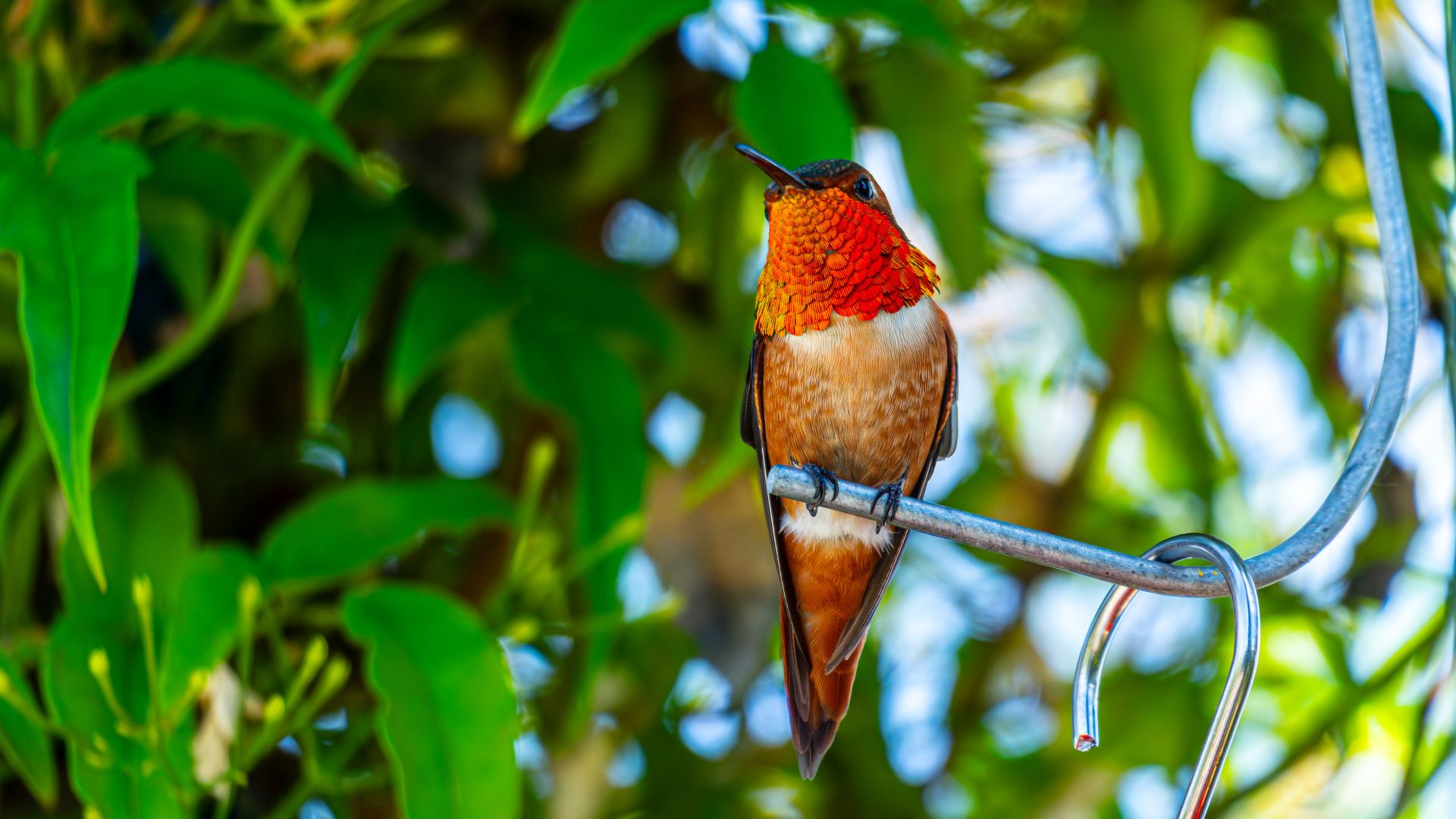 general yqgg6k 5428×3053 hummingbirds photography birds nature branch