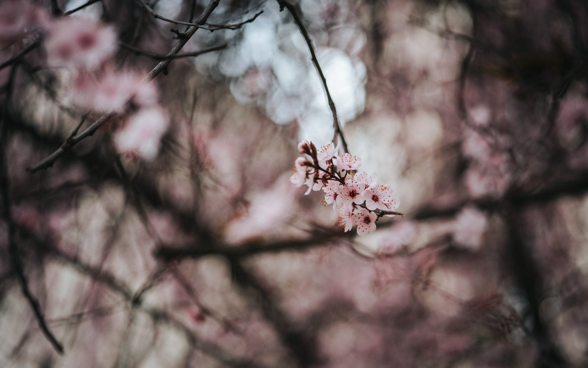 general 5ykkv3 8255×5160 nature bokeh macro closeup spring
