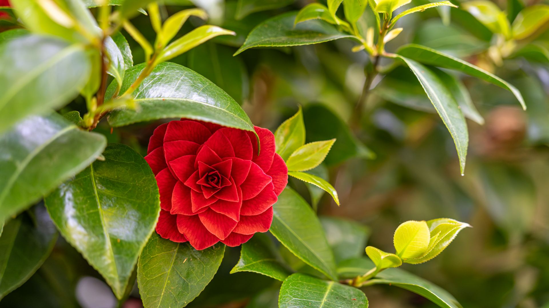 general lykovq 3840×2160 plants photography leaves flowers