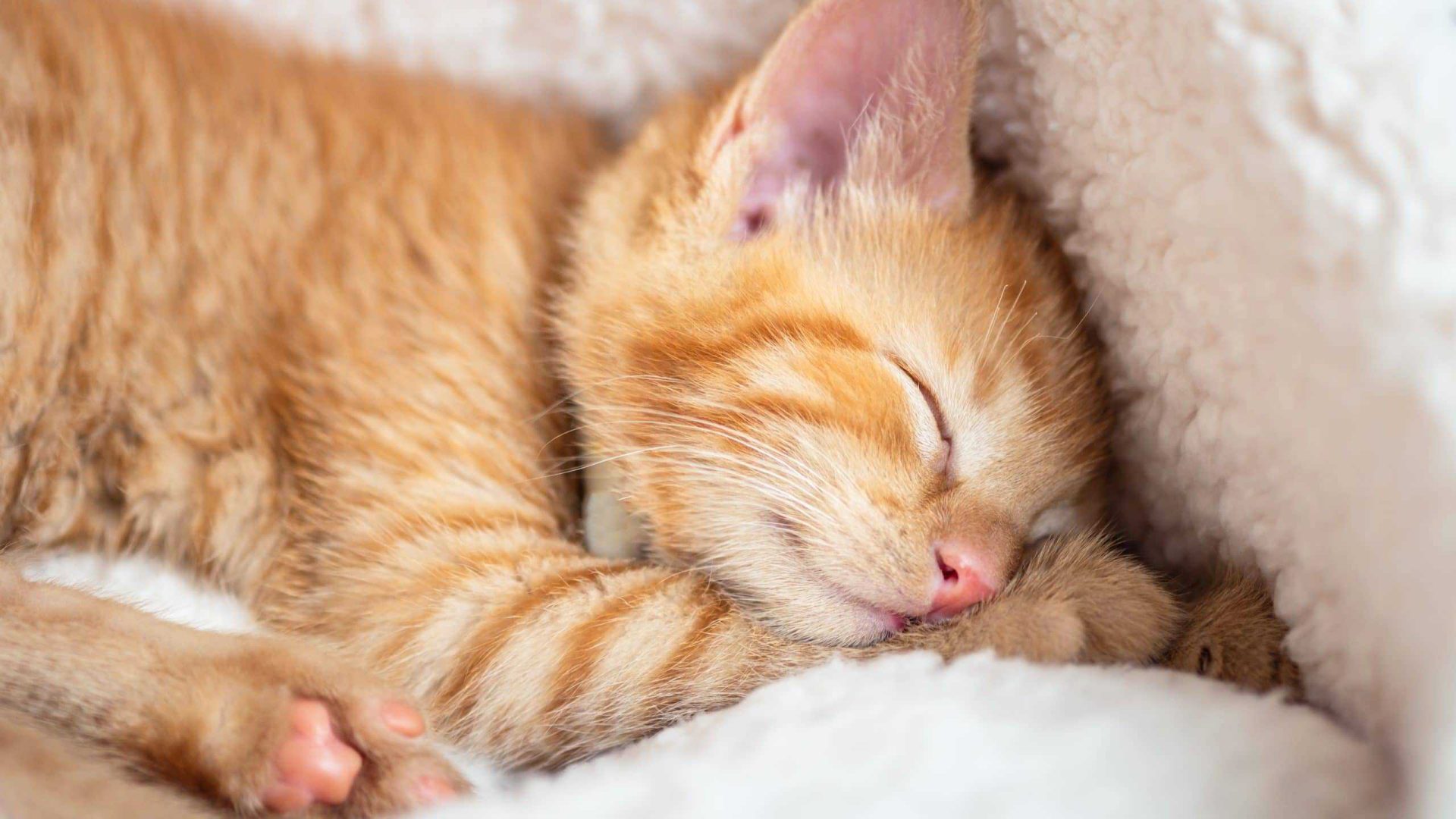 general lykorq 2560×1440 cats feline pet kittens sleeping