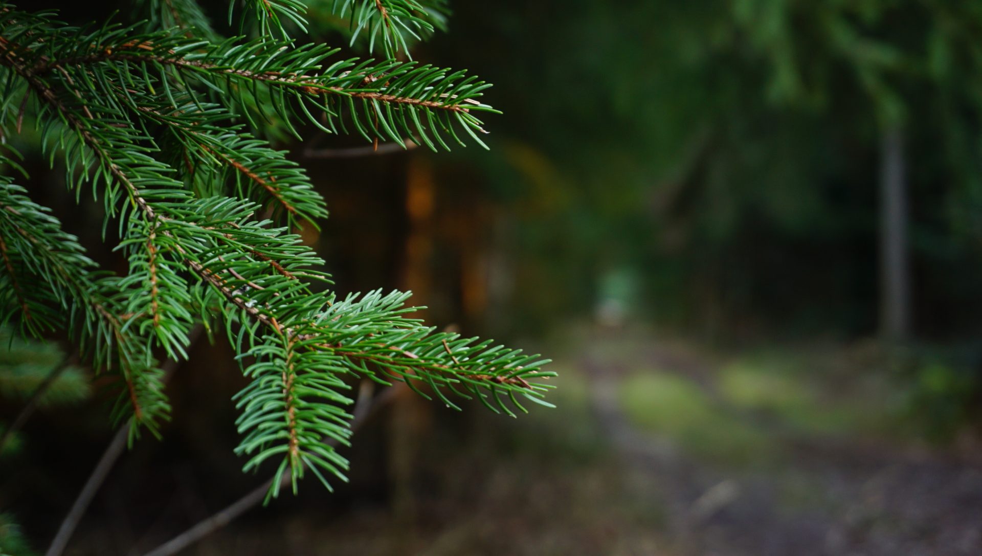 general lyk5pl 4240×2400 forest green nature landscape trees